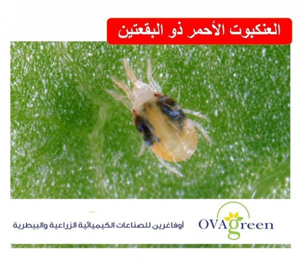 The red two-spot spider